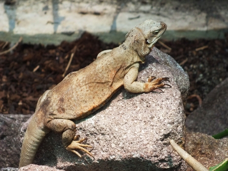Lizard on a rockの写真素材