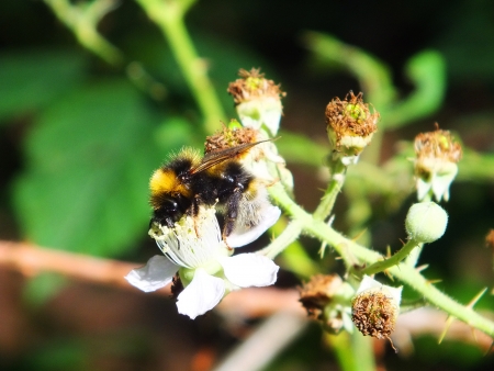 A bee on a flowerの写真素材