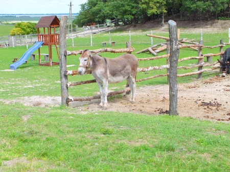 Donkey in the farmの写真素材