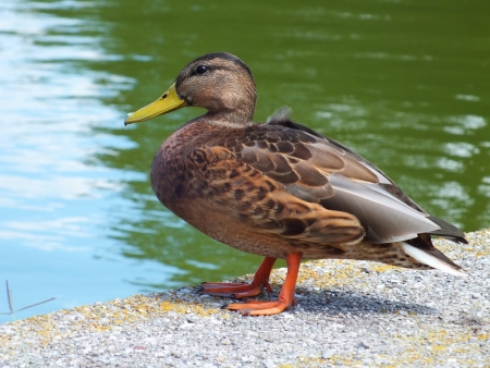 Mallard duck at a lakesideの写真素材