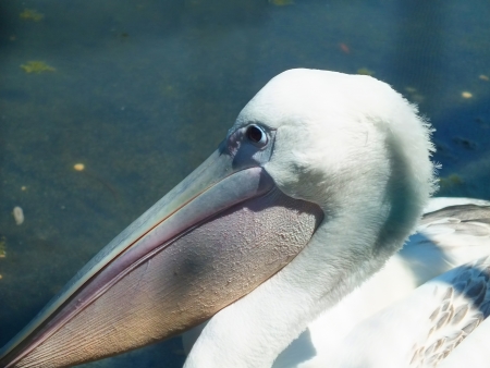 Partial portrait from a pelicanの写真素材