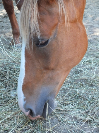 Horse headの写真素材