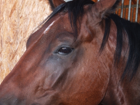 Horse headの写真素材