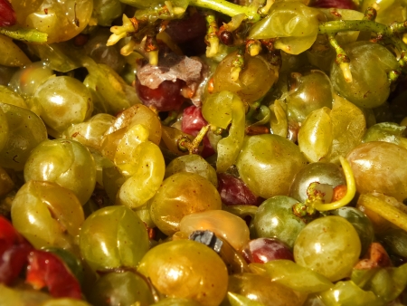 Broken grapesの写真素材