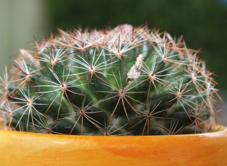 Close up picture from a cactus - の写真素材