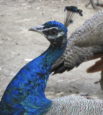 Portrait of a peacockの写真素材