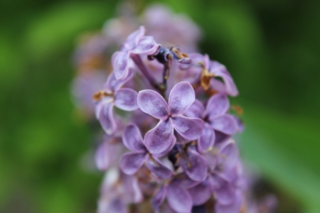 Common lilac  Syringa vulgaris  の写真素材