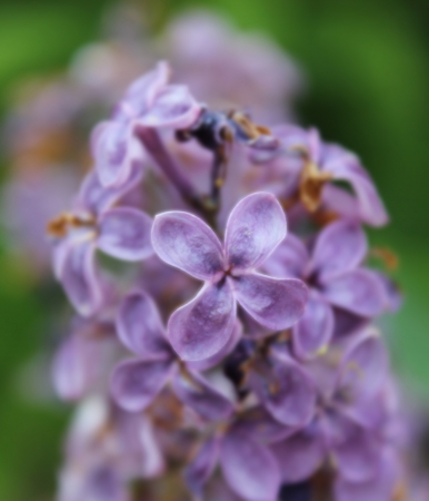 Common lilac  Syringa vulgaris  の写真素材