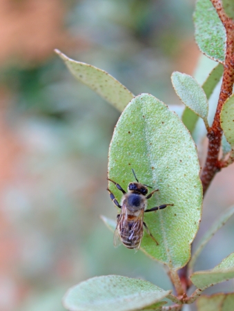  Honey bee on a leafの写真素材