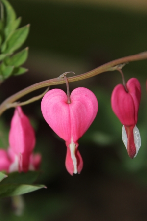 Bleeding heart flowers (Dicentra spectabils)の写真素材