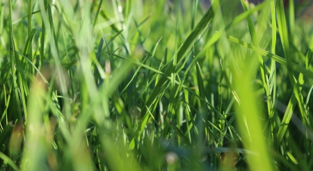 fresh spring green grasの写真素材