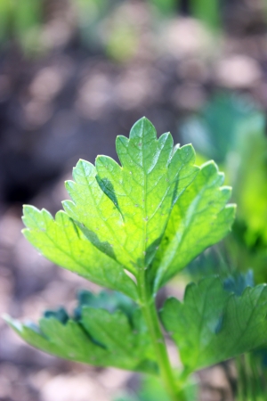 Leaf of young celery in the gardenの写真素材