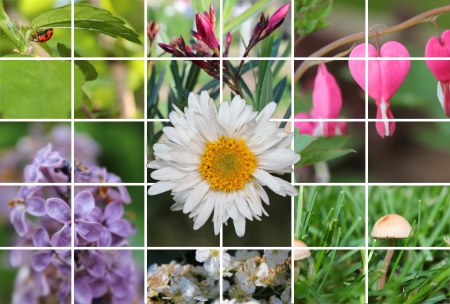 Pictures from floers ,leaves and ladybug - placed in white rectangularsの写真素材