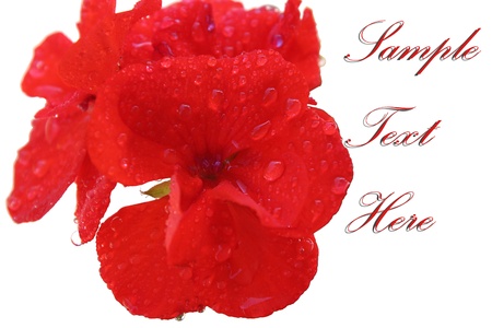 Red flower with waterdrops - close up photographyの写真素材