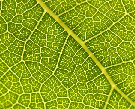 Macro close up photography from a leafの写真素材