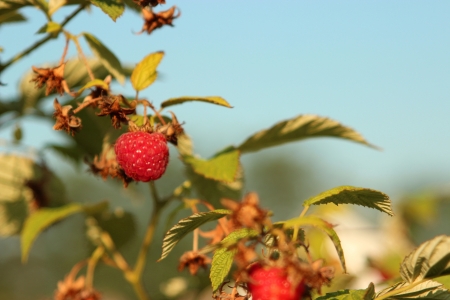 Some ripening raspberries on the bush in a kitchen garden