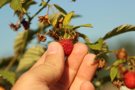 Some ripening raspberries on the bush in a kitchen garden