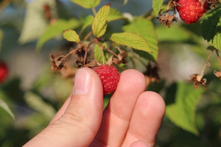 Some ripening raspberries on the bush in a kitchen gardenの写真素材