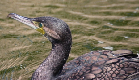 Phalacrocorax carbo - Kormoran at the zoo in Hungaryの写真素材