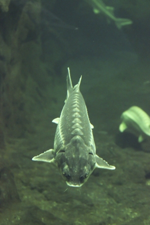 Big fish in the Tisza river  This fish is a source for caviar and tasty fleshの写真素材
