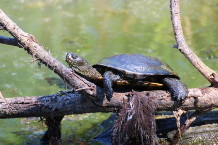 Turtle is doing sunbath on a dead branchの写真素材