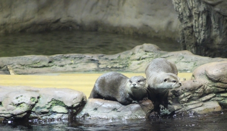 Otters in a Hungarian ecocentre in Hungary in PoroszlÃ³の写真素材