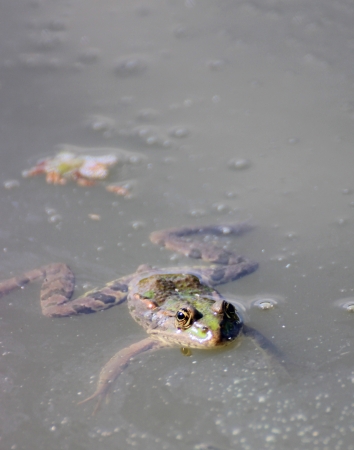 A frog in a water - animal photographyの写真素材