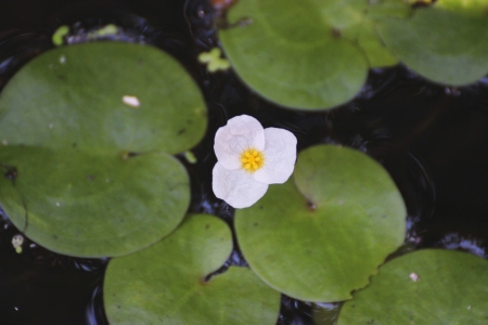 European frog bits - Hydrocharis morsus-ranaeの写真素材