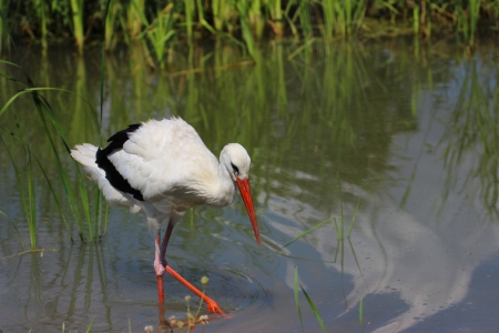 Stork in a Hungarian zoo - nature photographyの写真素材