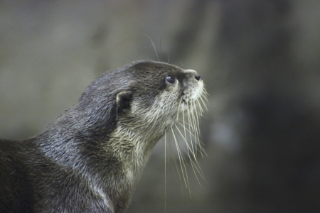 Otters in Hungarian ecocentre in Hungary in Poroszloの写真素材