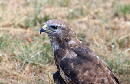 Hawk in a hungarian bird park - bird photographyの写真素材