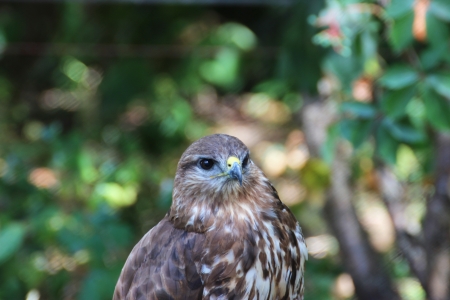 Hawk in a hungarian bird park - bird photographyの写真素材