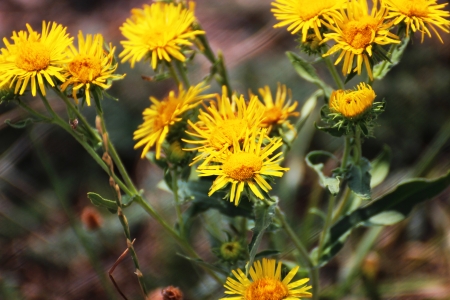 Bright yellow flowers in the nature - nature photography