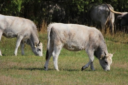 Hungarian gray cattle on the Hungarian National Park in Hortobagyの写真素材