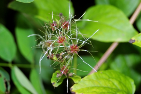 Macro photo from a wild green plant in the forest