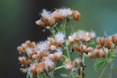 Macro shoot from a blooming weed in the natureの写真素材