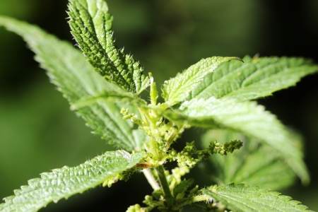 green stinging nettle in garden の写真素材