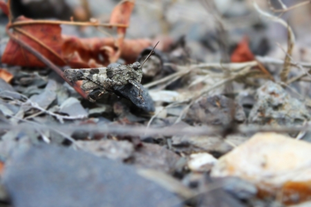 Grashopper on the ground - insect photography