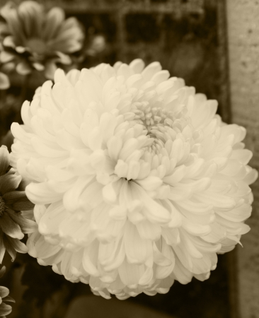 Hungarian cemetery in the autumn - outdoor photographyの写真素材