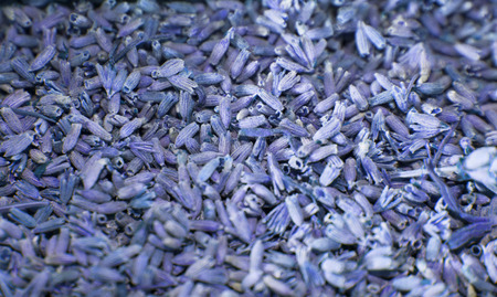 Lavender flowers textureの写真素材