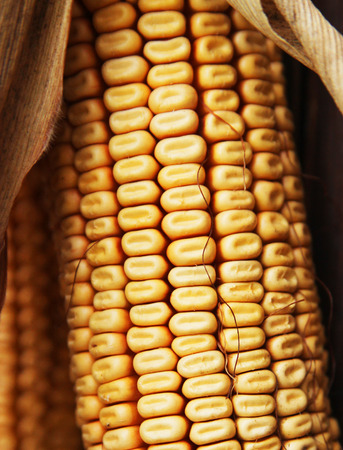 Dried corn cobsの写真素材