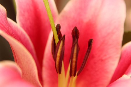 Bright Coloured Macro shot of Pink Lily の写真素材