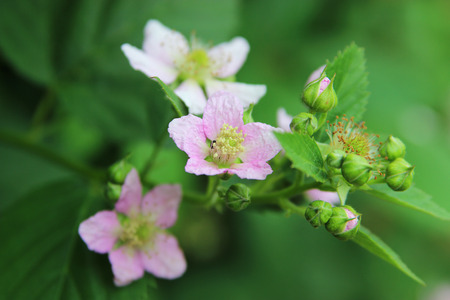 Detail of a flower of wild elm leaf の写真素材
