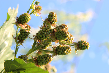 Blossoming bush and bee at a spring day の写真素材