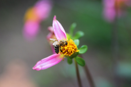 honeybee pollinated of flower - insect photography
