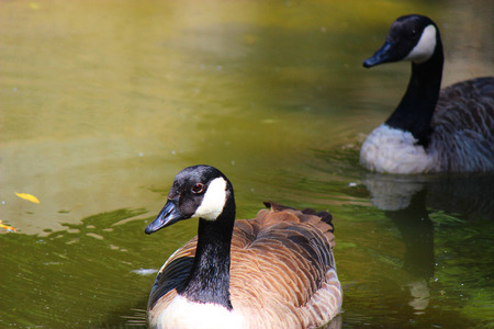 Canadian goose captured in a zoo - bird phtotgraphyの写真素材