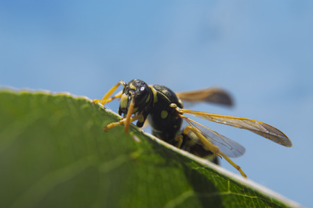 Macro shot of wasp on the green leaf