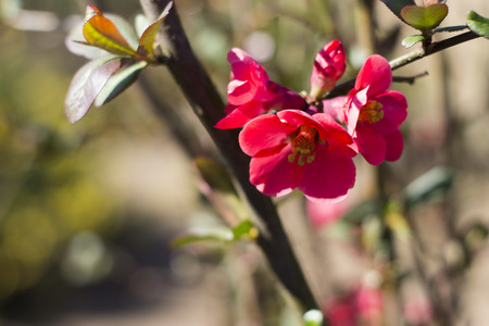 Japanese quince in the garden .の写真素材