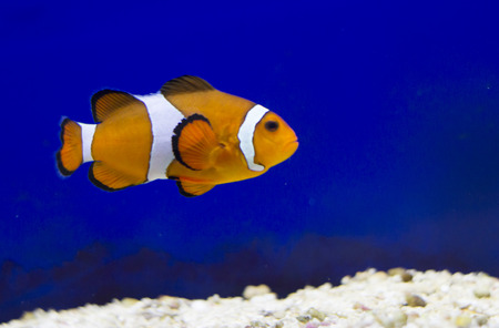 Tropical reef fish - Clownfish (Amphiprion ocellaris)  - animal photographyの写真素材