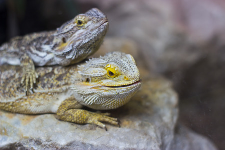 Two lizards are watching something - animal photographyの写真素材
